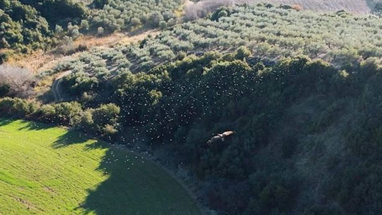 Ελάτεια: Γεράκι επιτίθεται σε σμήνος πουλιών