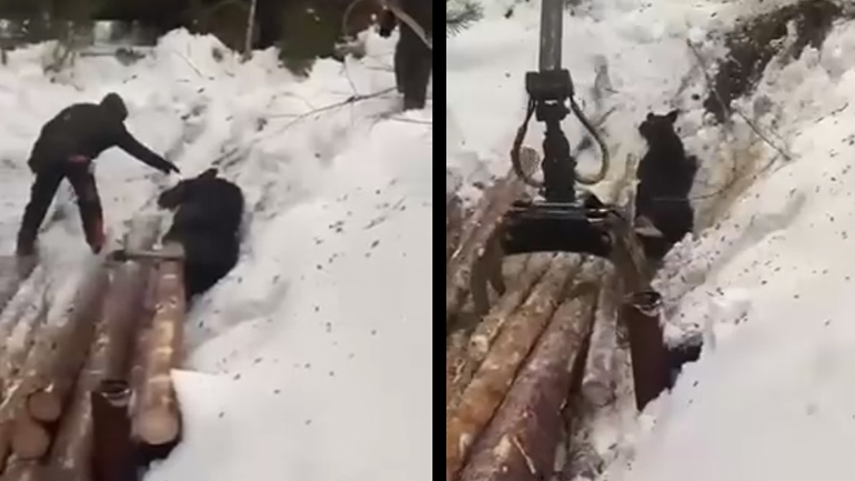 Η διάσωση μιας άλκης