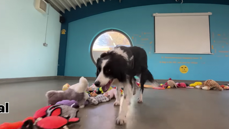 Σκύλοι διαλέγουν το δώρο τους