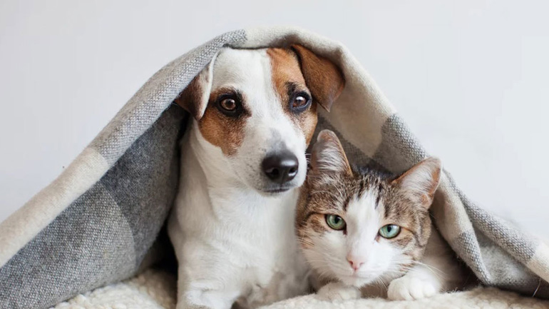 Έρευνα για κατοικίδια ζώα: Τι τους συμβαίνει καθώς μεγαλώνουν;