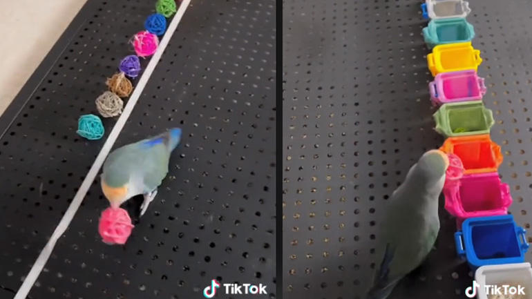 Παπαγάλος νοικοκύρης