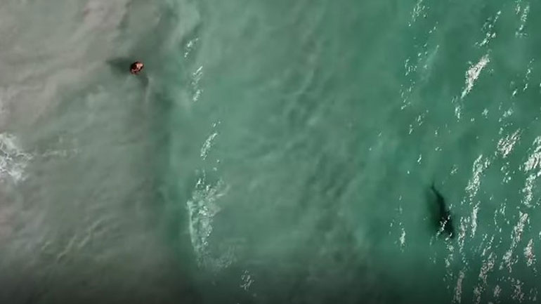 Η ανατριχιαστική στιγμή: Κολυμπούν δίπλα σε καρχαρία χωρίς να το ξέρουν