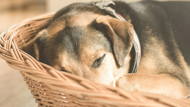 Ημίαιμος Σκύλος ή Καθαρόαιμος; Τι να επιλέξετε