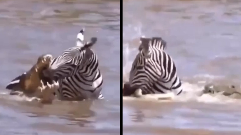 Μια ζέβρα μάχεται με 3 κροκόδειλους