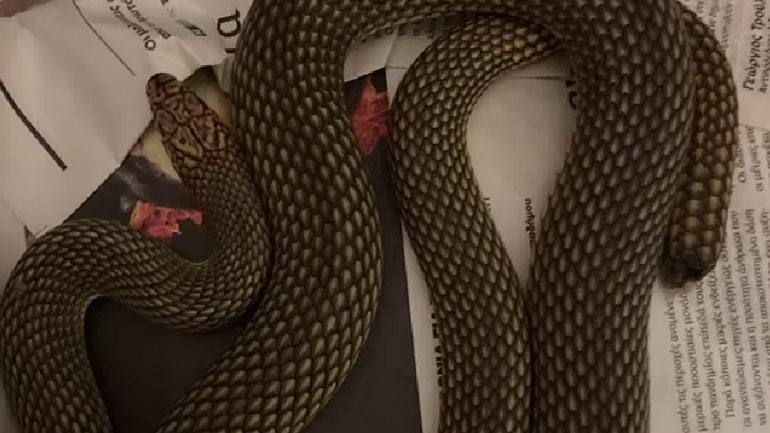 Θεσσαλονίκη: Εντοπίστηκαν τέσσερα φίδια σε κελάρι κρασιών