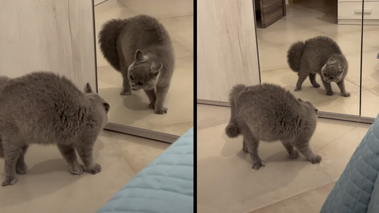 Μια γάτα κοιτιέται σε έναν καθρέφτη