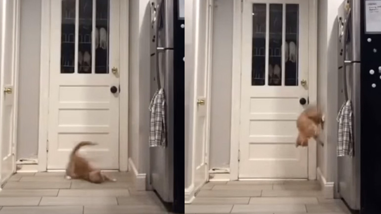 Τοίχος επιτίθεται σε μια γάτα