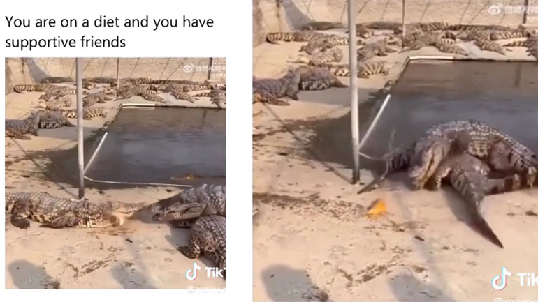 Κροκόδειλος σε δίαιτα «σώζεται» από τους φίλους του