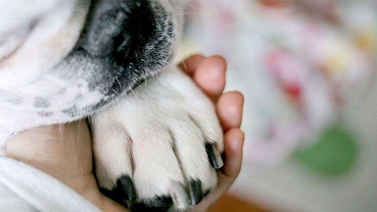 Πώς να διαχειριστείτε την απώλεια του ζώου σας