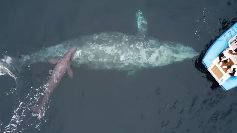Φανταστικό βίντεο: Φάλαινα γεννάει on camera και δείχνει το μικρό στους ανθρώπους