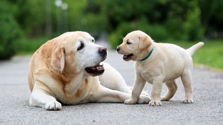 Δημοσιεύτηκε η ΚΥΑ για τα καταφύγια ζώων συντροφιάς – Τι προβλέπεται για την λειτουργία τους