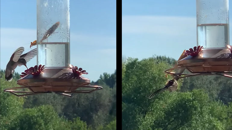 Μάντισσα πιάνει ένα κολιμπρί