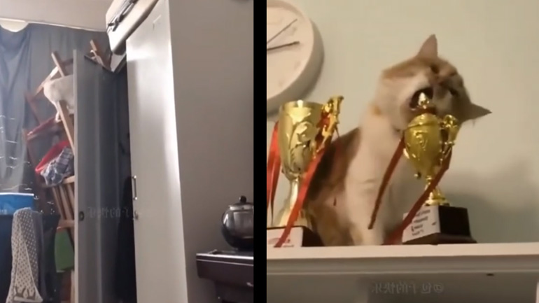 Γάτες κάνουν ζημιές στο σπίτι