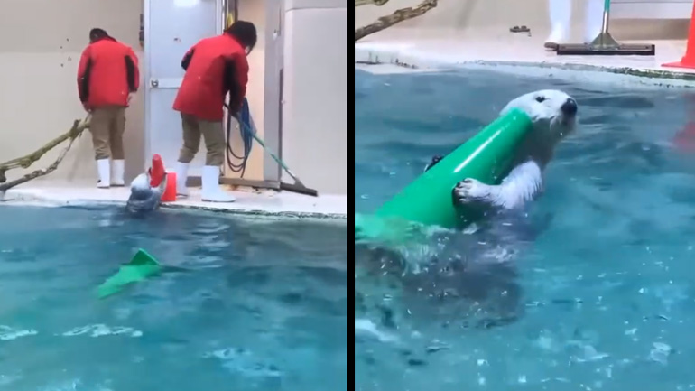 Bίδρα βοηθά στο καθάρισμα