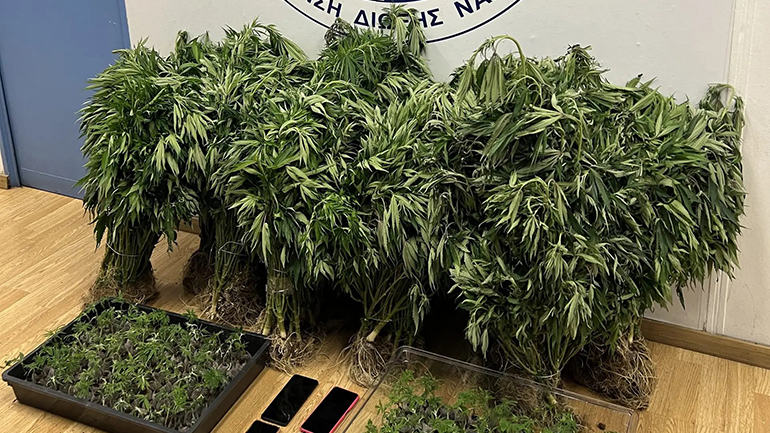 Εξαρθρώθηκε εγκληματική οργάνωση που καλλιεργούσε και διακινούσε κάνναβη