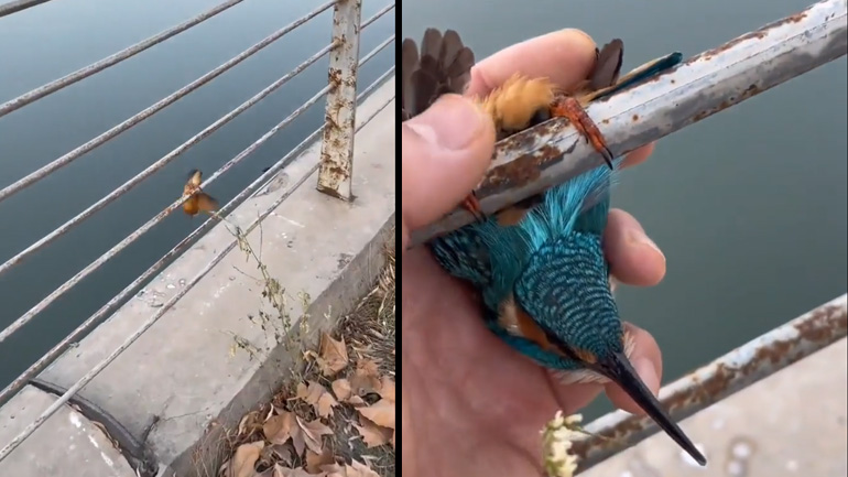 Η διάσωση μιας αλκυόνας