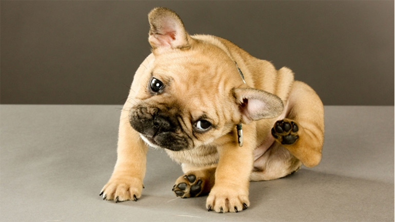 Πώς θα καταλάβετε ότι ο σκύλος σας είναι αλλεργικός