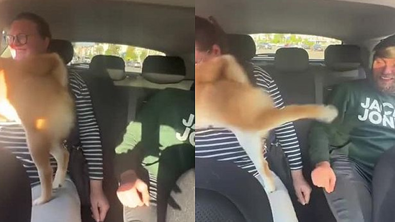 Kung Fu Dog Kung Fu Dog