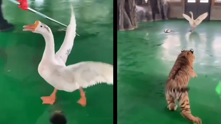 Θαρραλέα χήνα επιτίθεται σε τίγρη 