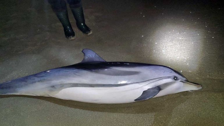 Καβάλα: Δελφίνι δυο μέτρων ξεβράστηκε στην παραλία της Νέας Καρβάλης