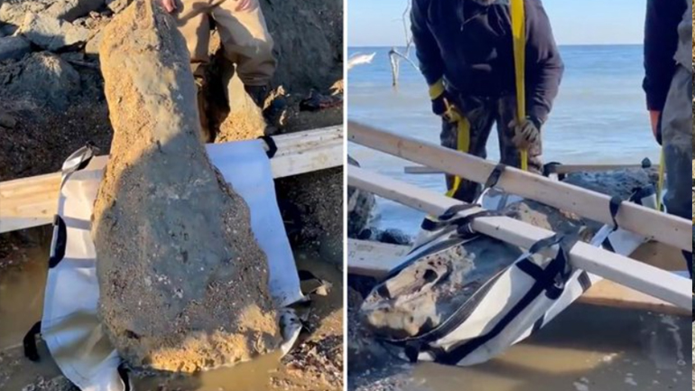 ΗΠΑ: Ανακαλύφθηκε απολιθωμένο κρανίο φάλαινας 12 εκατομμυρίων ετών στο Μέριλαντ