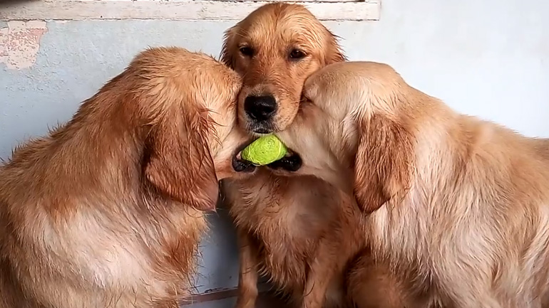 Οι σκύλοι και το μπαλάκι
