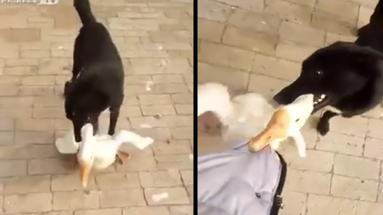 Σκύλος υπερασπίζεται το αφεντικό του από μια χήνα