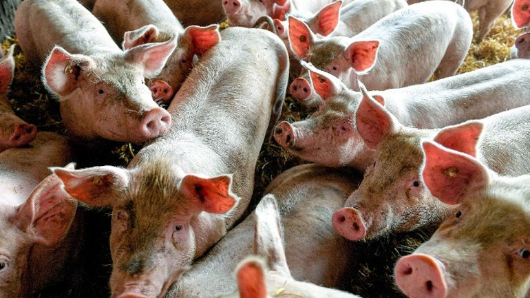 Σέρρες: Εντοπίστηκε κρούσμα αφρικανικής πανώλης των χοίρων