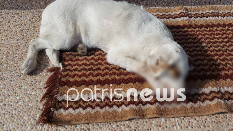 Σοκ στο Βαρθολομιό: «Φόλιασαν» 16 ζώα