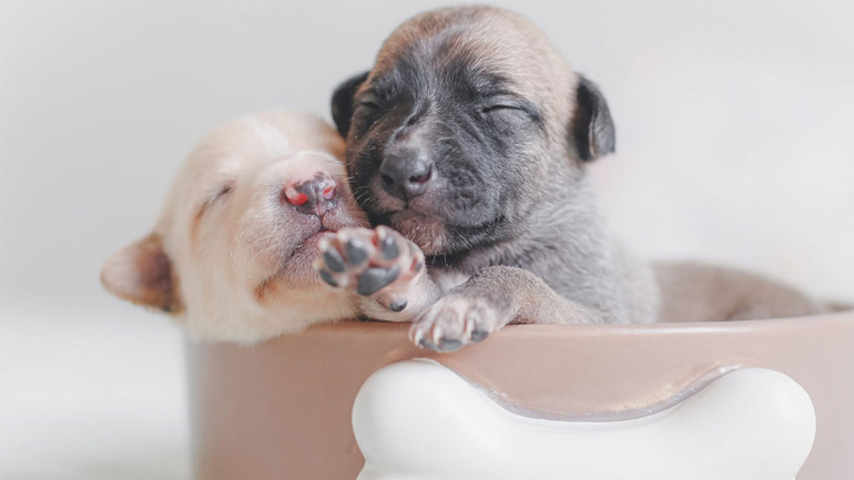 Πότε ανοίγουν τα μάτια τους για πρώτη φορά τα κουτάβια;