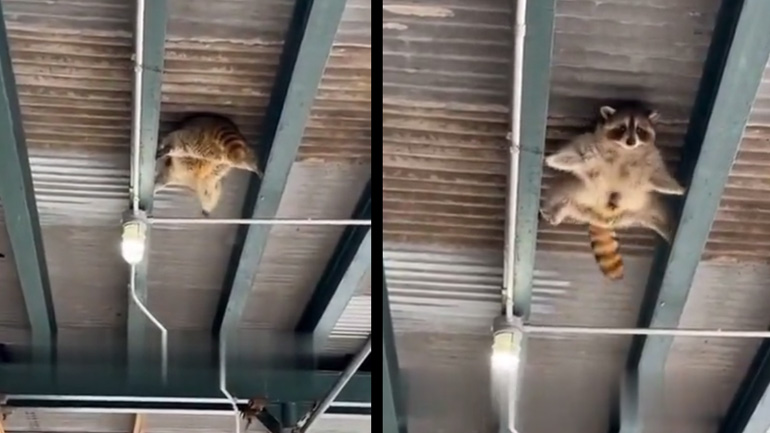 Ρακούν σε επικίνδυνες αποστολές