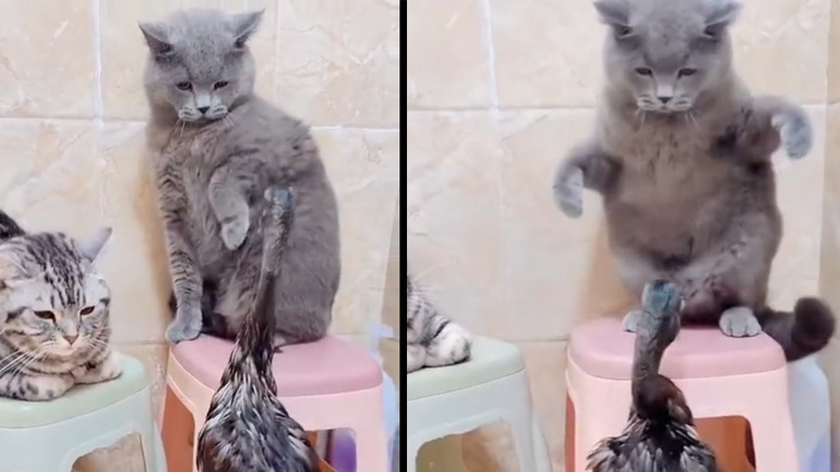 Γάτα ενοχλείται από μια πάπια