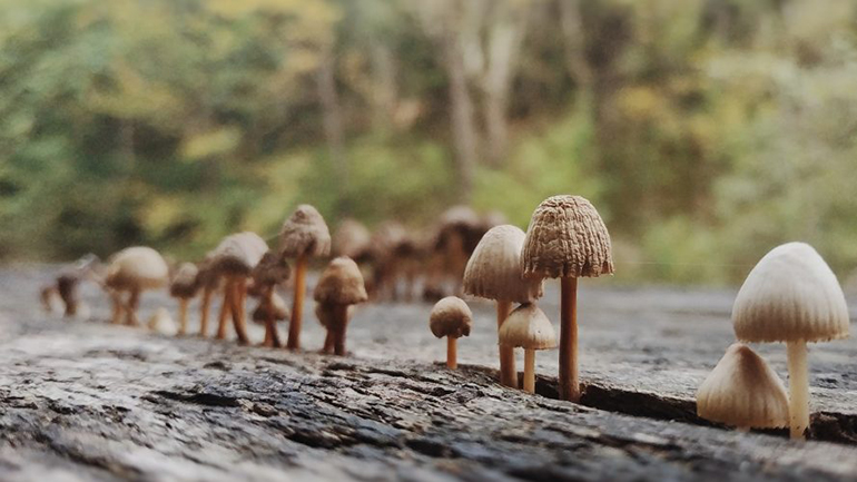 Οι μύκητες είναι οι ταπεινοί ήρωες στον πόλεμο κατά της κλιματικής αλλαγής