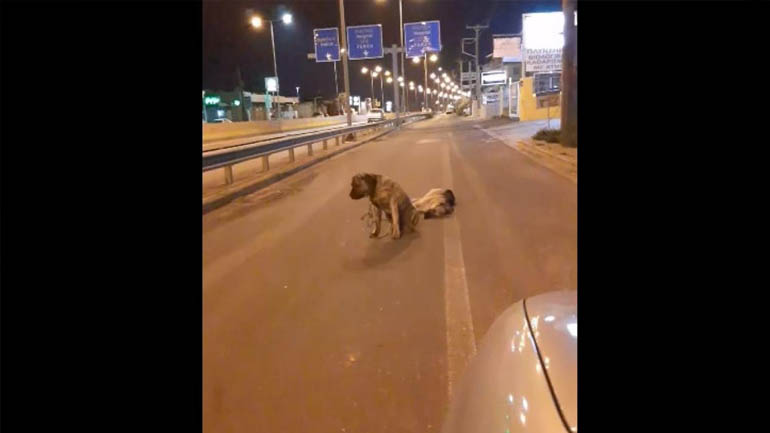 Ηράκλειο: Σκύλος θρηνεί τον φίλο του και δεν τον εγκαταλείπει