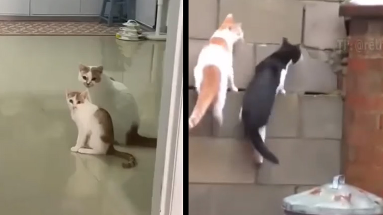 Συγχρονισμένες γάτες