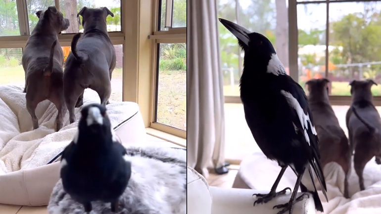 Το κοράκι που γαβγίζει