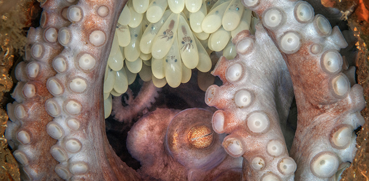 Η καλύτερη υποβρύχια φωτογραφία του 2022