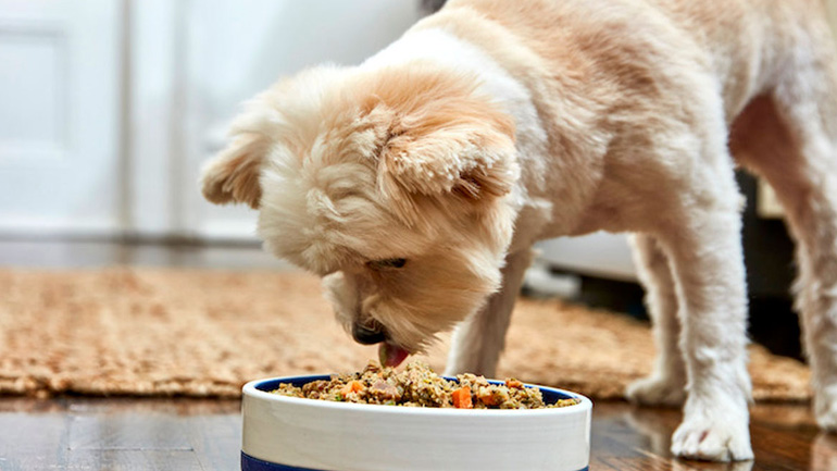Υγιεινό σνακ για τον σκύλο σας