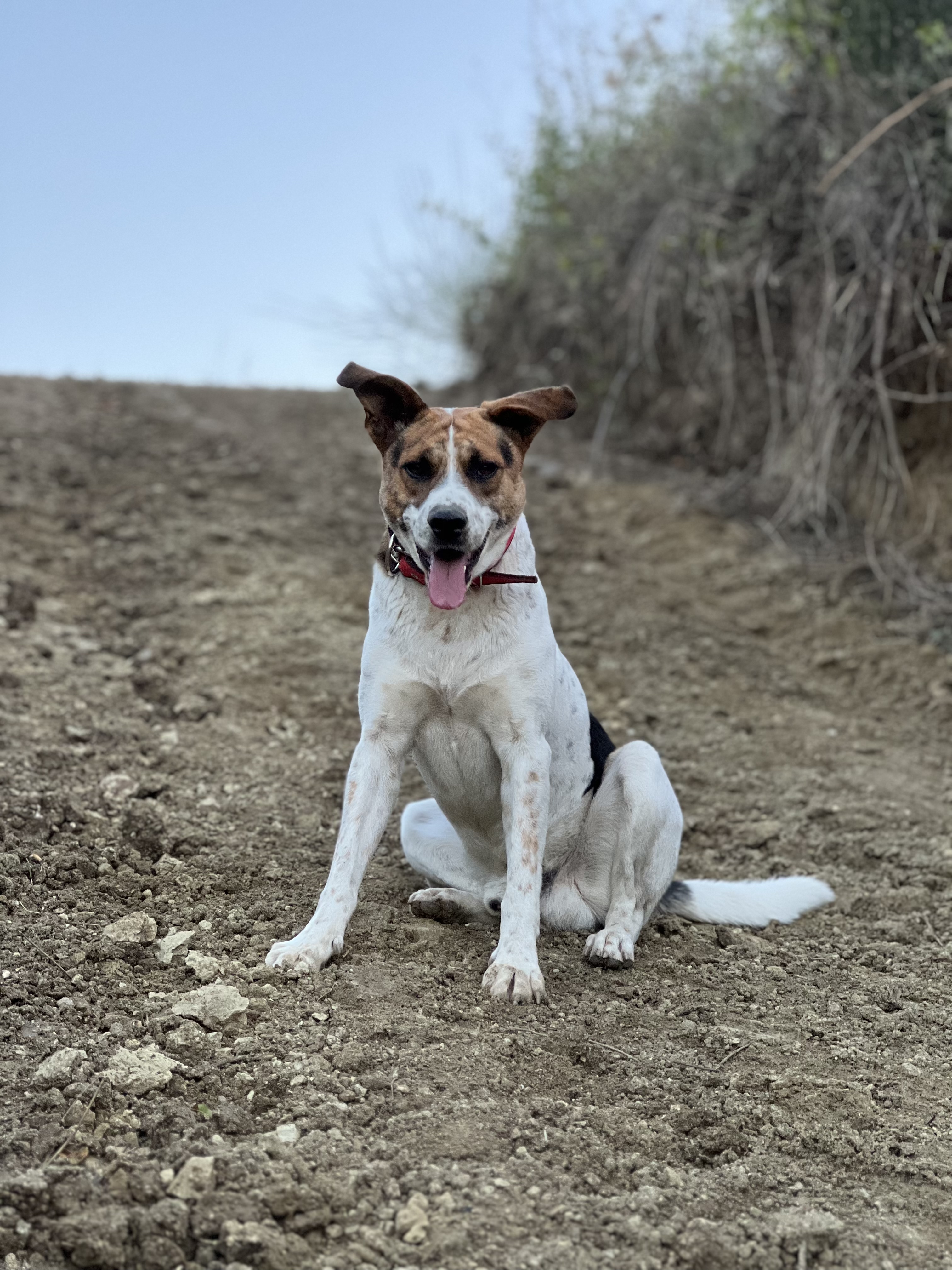 Ο «κοντός», η μασκότ της πίστας!