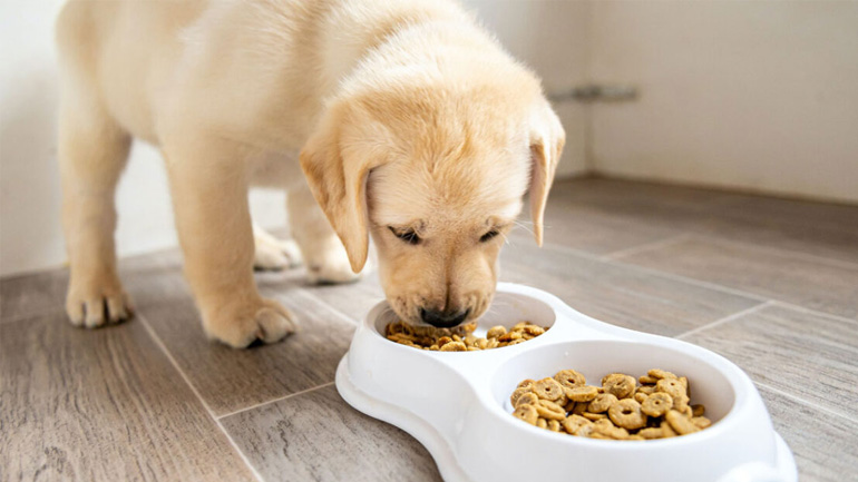 Υγρή vs ξηρά τροφή: Τι να δώσω στον σκύλο μου για την «υγεία» του πλανήτη;