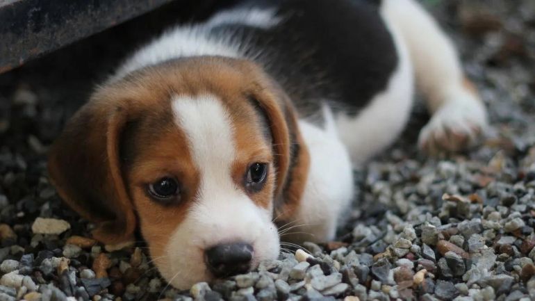 Αμαλιάδα: Βαριά «καμπάνα» 250.000 ευρώ σε 72χρονο – Εγκατέλειψε 8 κουτάβια και τη μάνα τους στο δάσος