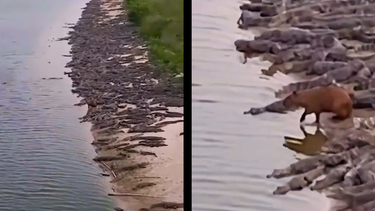 Ένα καπιμπάρα ανάμεσα σε εκατοντάδες αλιγάτορες