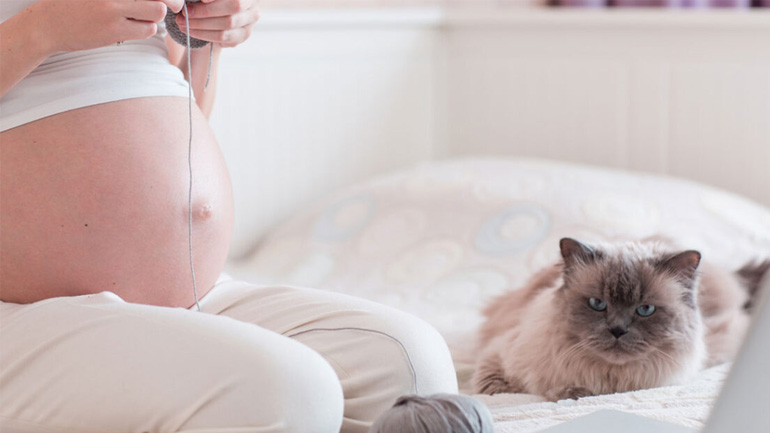 Εγκυμοσύνη και γάτα στο σπίτι – Τι πρέπει να γνωρίζετε
