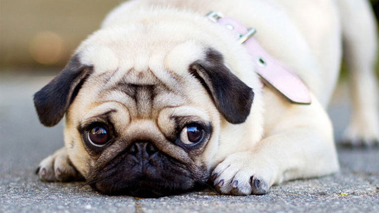 Το άγχος αποχωρισμού στα κατοικίδια