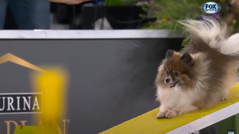 Εντυπωσιακή ταχύτητα σε διαγωνισμό ευκινησίας σκύλων