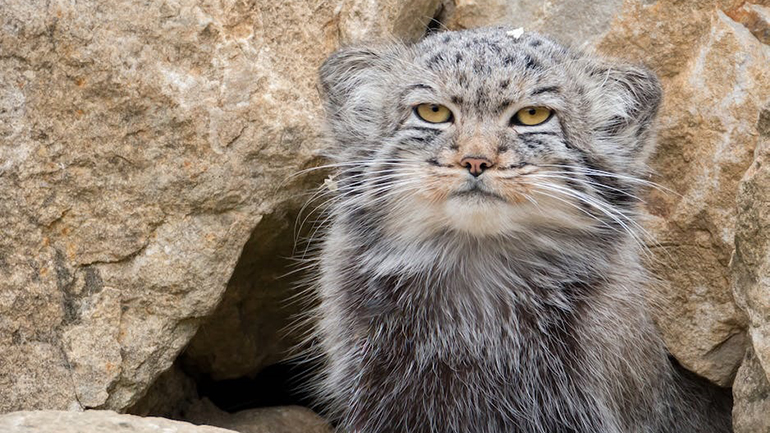Βρέθηκαν γάτες στο Έβερεστ – Τι είναι οι Μανούλ και τι γνωρίζουμε για αυτές