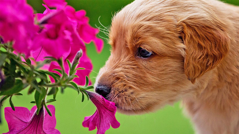 Ποια φυτά να επιλέξεις αν έχεις κατοικίδια στο σπίτι