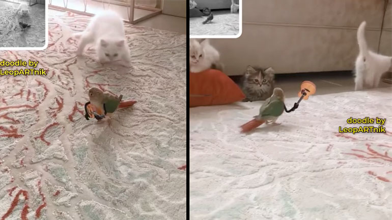 Γατάκι πειράζει ένα παπαγαλάκι