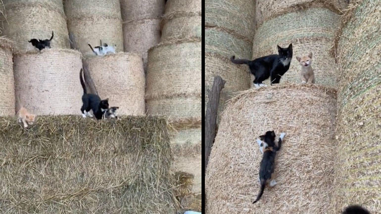 Η ώρα του φαγητού