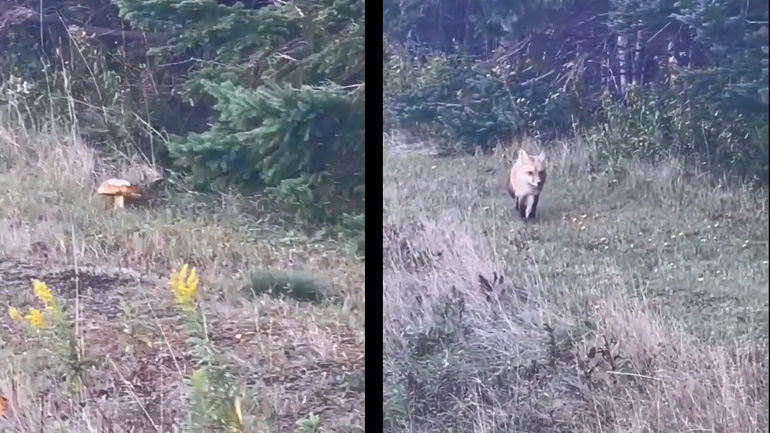 Το μανιτάρι και η αλεπού